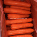 Factory Directly Supply Fresh Carrot